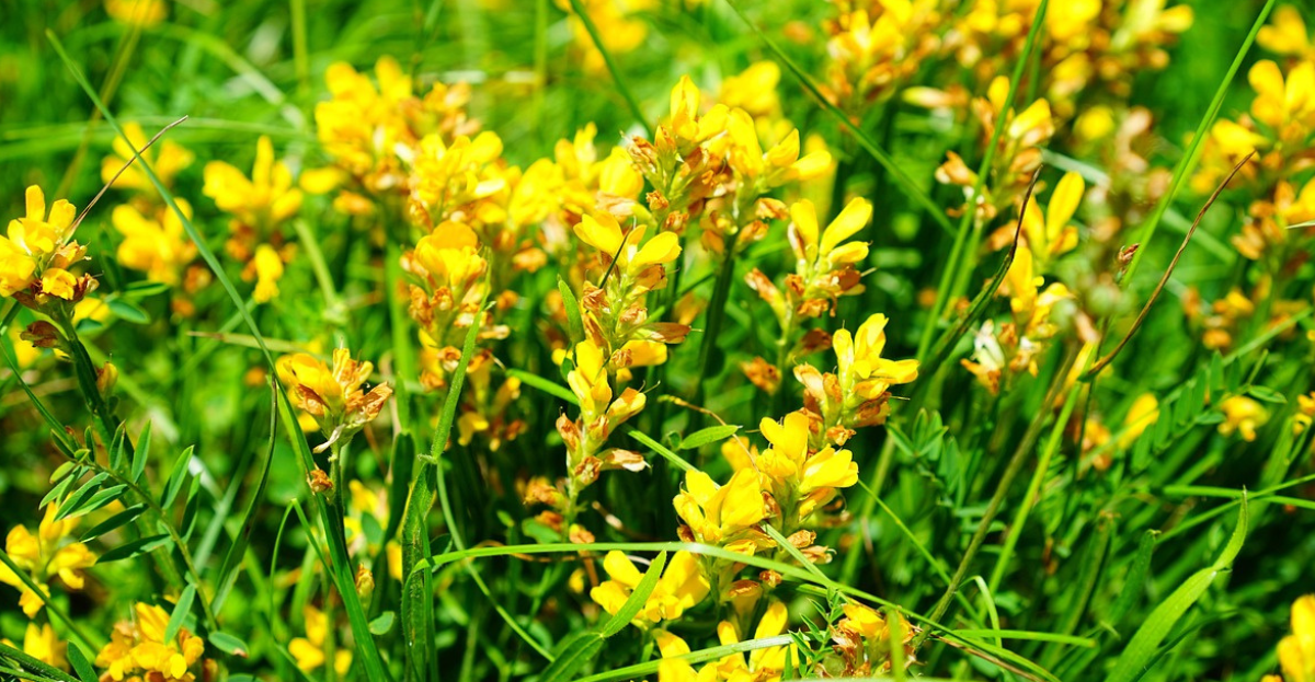 Gorse Flowers